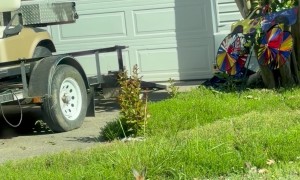 Wild Rabbit Playing Ball