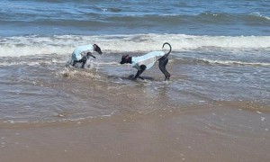 Dog's First Dip in the Sea Was Colder Than Expected