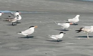 Bird Chooses Mischief And Rams Into Backside