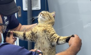 Cat Has Spiritual Experience at the Groomer