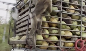 Monkeying Around on the Coconut Truck