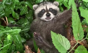Found a Baby Raccoon at the Park