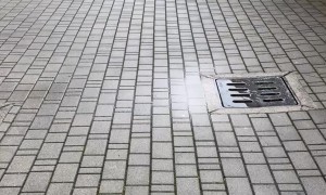 Man Rescues Ducklings That Fell Through Grate