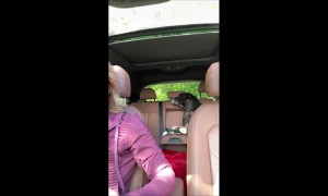 Smart Pup Braces Himself During Car Ride