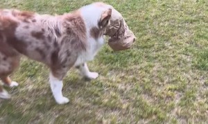 Puppy Steals His Lunch Fail