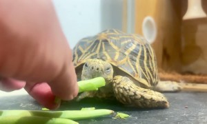 Tortoise Reaction to Medicine