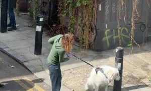 Stubborn Dog Refuses To Budge During Walk In London