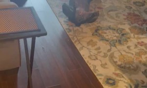 Dog Plays Dead for Attention