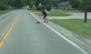Man Moves Snapping Turtle Off Roadway