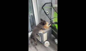 Pup Snuggles Cat