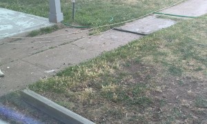 Basset Hound Releases Cat's Daily Catch