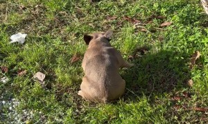 Bulldog Spinning in Circles