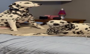 Dalmatian Pups Find the Easter Egg Basket Candy