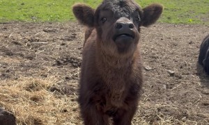 One Week Old Darling Highland Cow
