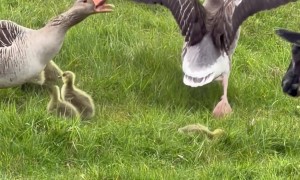 Goose Protects Its Chicks From the Sheep