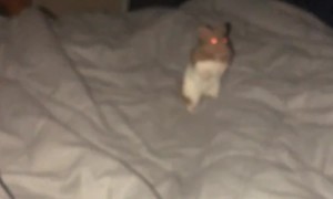 Woke Up to My Hamster Staring at Me at 3 AM