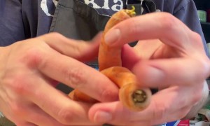 Two Carrots Grow Together In Spiral