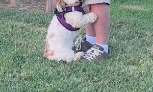 Dog Asks Dad For Uppies In Dog Park