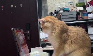 Programming Orange Cat Taps On Screen
