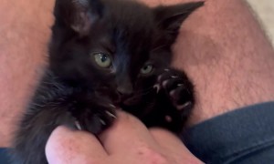 Tiny Void Kitten Plays With Hand Scritches