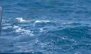 Multiple Orcas Breaking Water