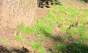 Wood Duckling Bravely Leap From Tree Nest