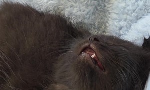 Kitten Falls Asleep Mid-Convo