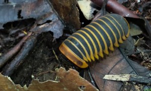 Borneo Giant Pill Millipede