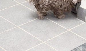 Little Dog With Silly Shaved Head
