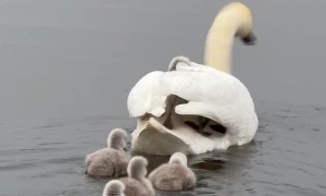 Swan Cygnets Hitch a Ride on Mom