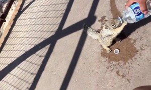 Thirsty Squirrel at the Grand Canyon