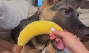 Puppy Chooses Hand Over Banana Toy