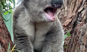 Grumpy Koala Bellows at New Neighbour