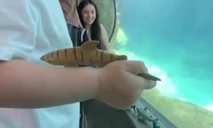 Ocean-Obsessed Toddler Makes a Friend at the Aquarium
