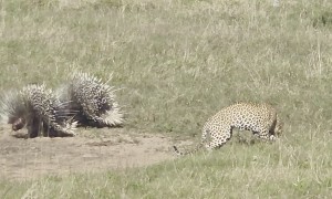 Young Leopard Pesters Porcupines