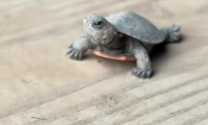 Baby Turtle Found In Equestrian Area