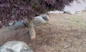 Couple on Anniversary Trip Encounter Black Bear Downtown