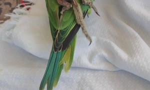Baby Squirrel Rides on Parrot's Back