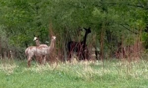 Llamas and Alpacas on the Trail Cross Over River