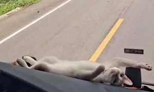 Cute Cat Rides on Truck Dashboard