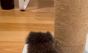 Koala Joey Louise Does Midnight Zoomies