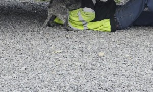 Velcro Pup Won't Let Dad Work on Truck