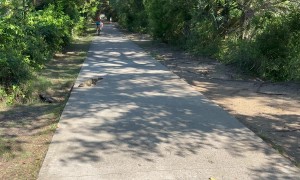 Baby Alligator Waddles Across Path