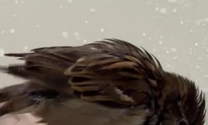 Rescued House Sparrow Takes a Bath With Mom