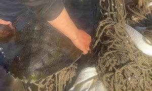 Rescuing a Turtle Trapped in a Net