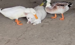 Two Ducks Grooming a Dog