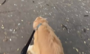 Dog Jumping for Puppuccino