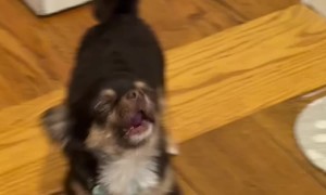 Tiny Chihuahua Throws Tantrum for Cookie Dough