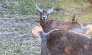 Goat and Willie Wagtail's Unexpected Friendship