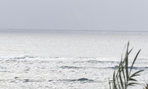 Humpback Whale Teaching Offspring How to Jump